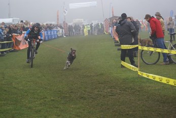 Hundekjøring er gøy for alle